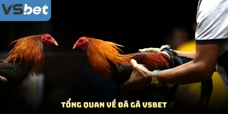 Tổng Quan Về Đá Gà VSBET Tổng Quan Về Đá Gà VSBET